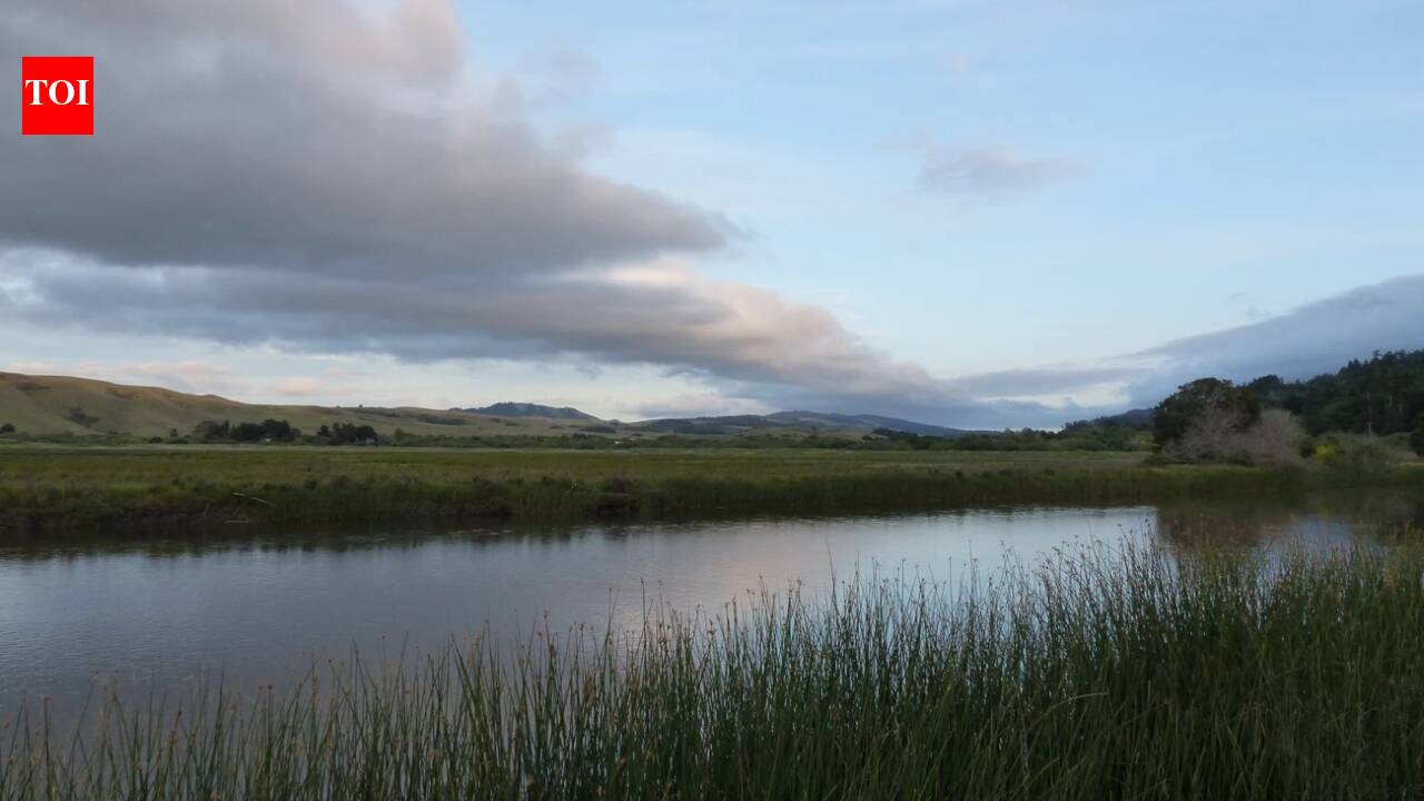 They broke the levees to save the wetlands—and nature staged a 'miracle' comeback in just three years.
