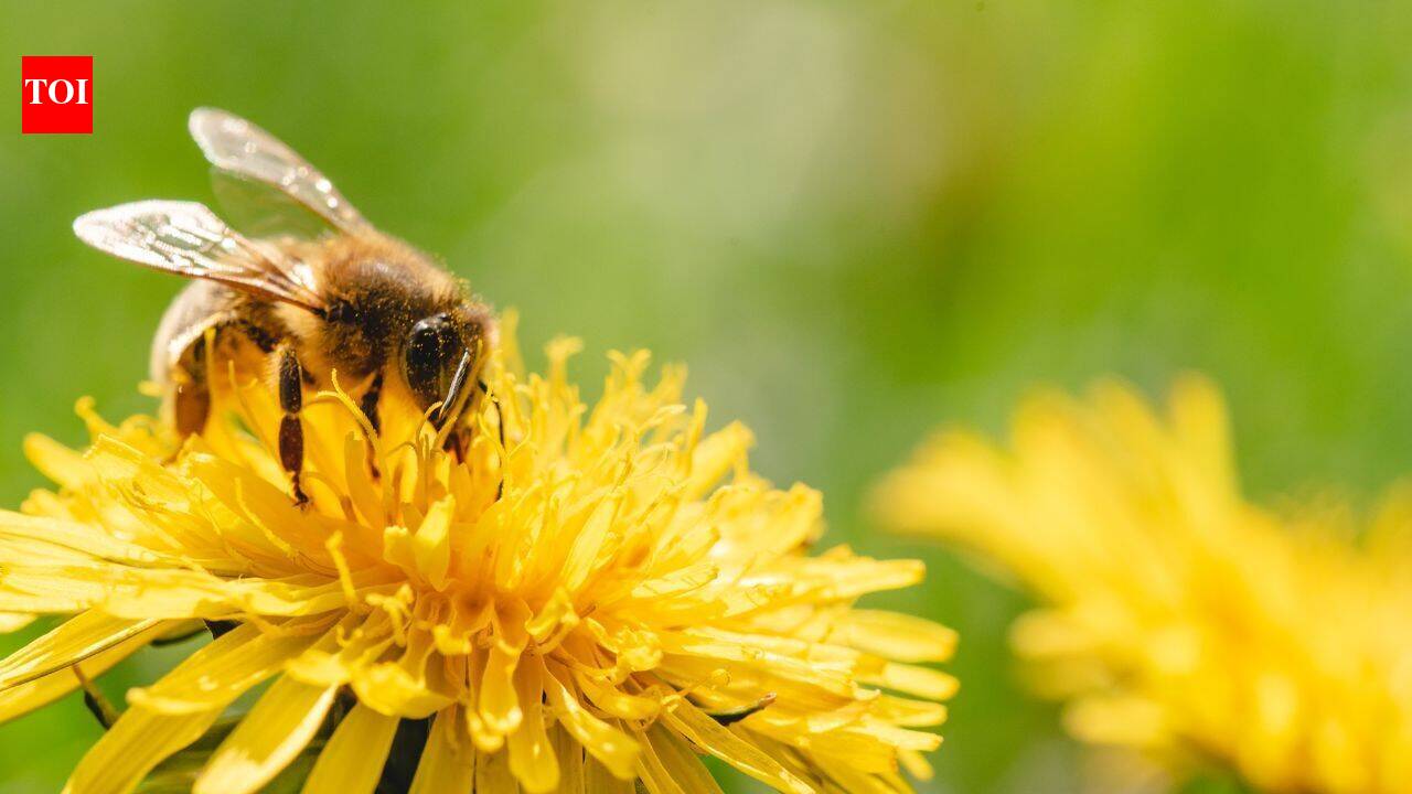 Why August can be a hungry month for honeybees despite summer