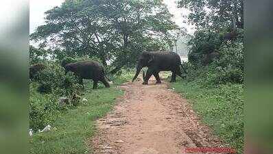 People in panic as elephant herd roams near villages