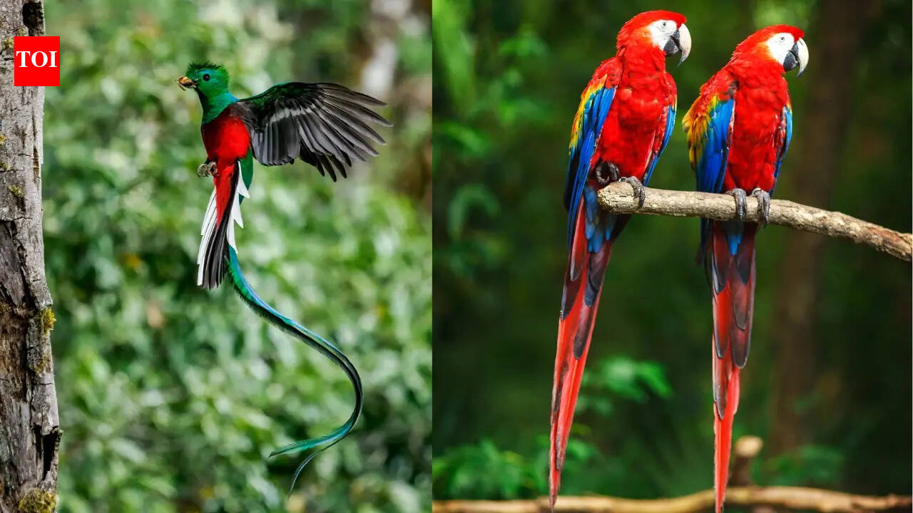 10 of the world’s most colourful birds to see in the wild