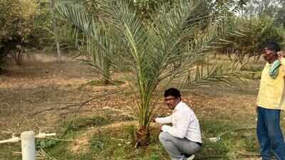 Govt bets on Date Palm to help farmers beat arid weather