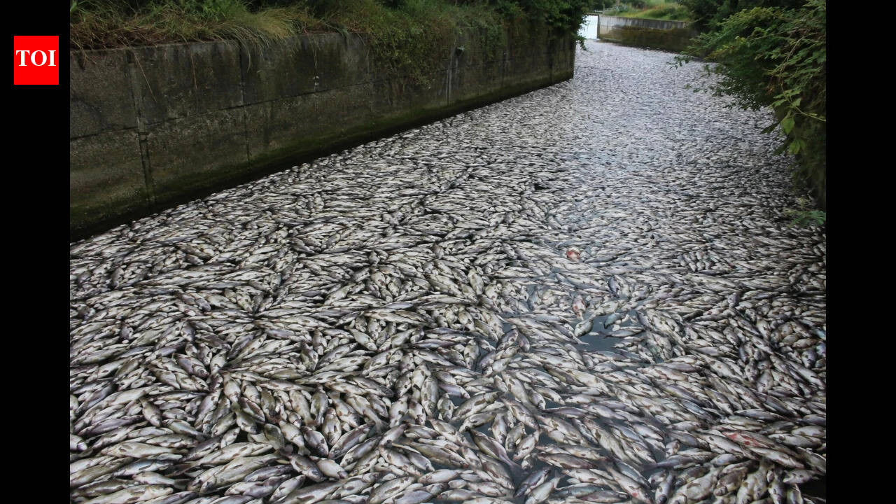 Tons of fish die in Polish canal as toxic algae bloom spreads alarm