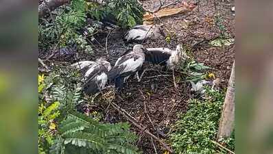 62 Asian openbill storks die after strom uproots roosting tree in Jorhat, 68 injured