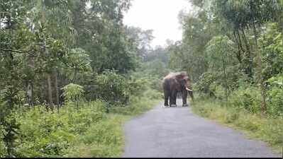 Villagers panic over jumbo presence