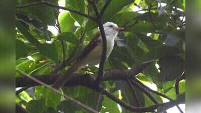 After 95 years, white-hooded babbler makes a Bengal comeback