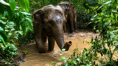 Elephant herds keep Kolhan villages on edge