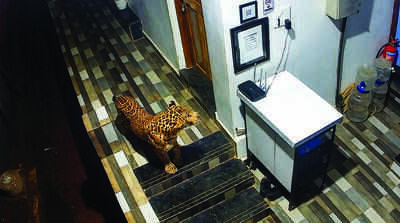 Leopard climbs first floor, attacks dog at  Arambol