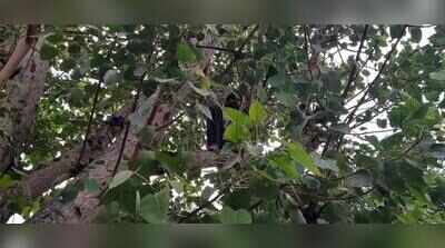 Alwar youth climbs tree in protest, two docs shifted after slap allegation