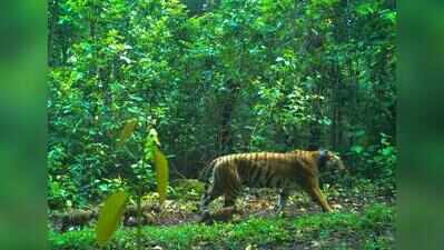 Lost track of Zeenat, cubs amid rain, but getting its radio collar signals: Similipal officials