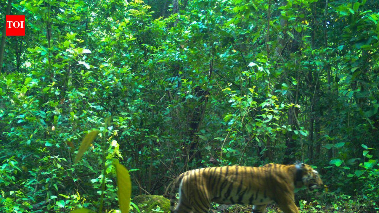 Lost track of Zeenat, cubs amid rain, but getting its radio collar signals: Similipal officials