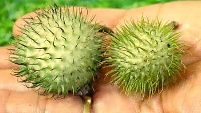 Karnataka suspends food licences of Amazon, Swiggy Instamart, BigBasket over sale of toxic fruit datura