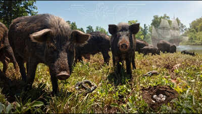 In the 1500s, Spanish explorers left pigs on a Georgia island as future food; centuries of feast and famine produced hogs that rapidly store fat and are now used to study obesity and metabolic disease