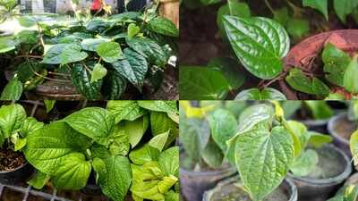 How to grow betel leaf in pots at home: A simple step-by-step guide for beginners