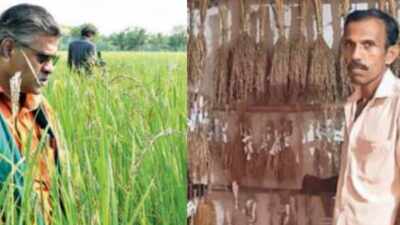 ‘Grain’ revolution: How lost varieties of rice are coming back