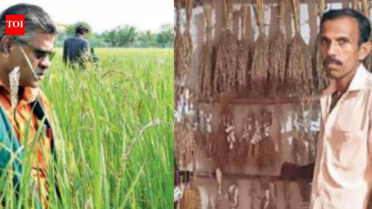 ‘Grain' revolution: How lost varieties of rice are coming back