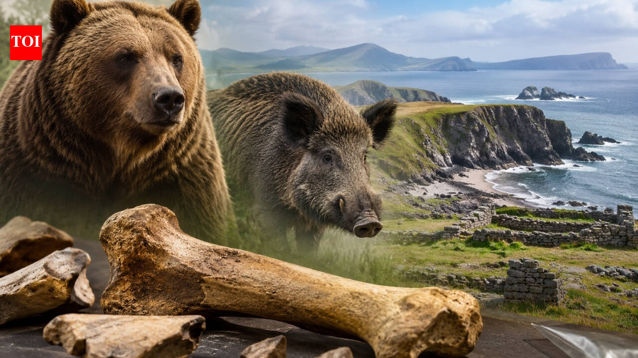 Scientists reidentify Ireland’s “Kerry Cow” bones as bear and wild boar, challenging farming theory