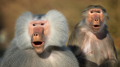 3000 years ago, ancient Egyptians prayed to the Hamadryas baboon as the God of the Moon; today it is notorious across Africa for raiding agricultural farms
