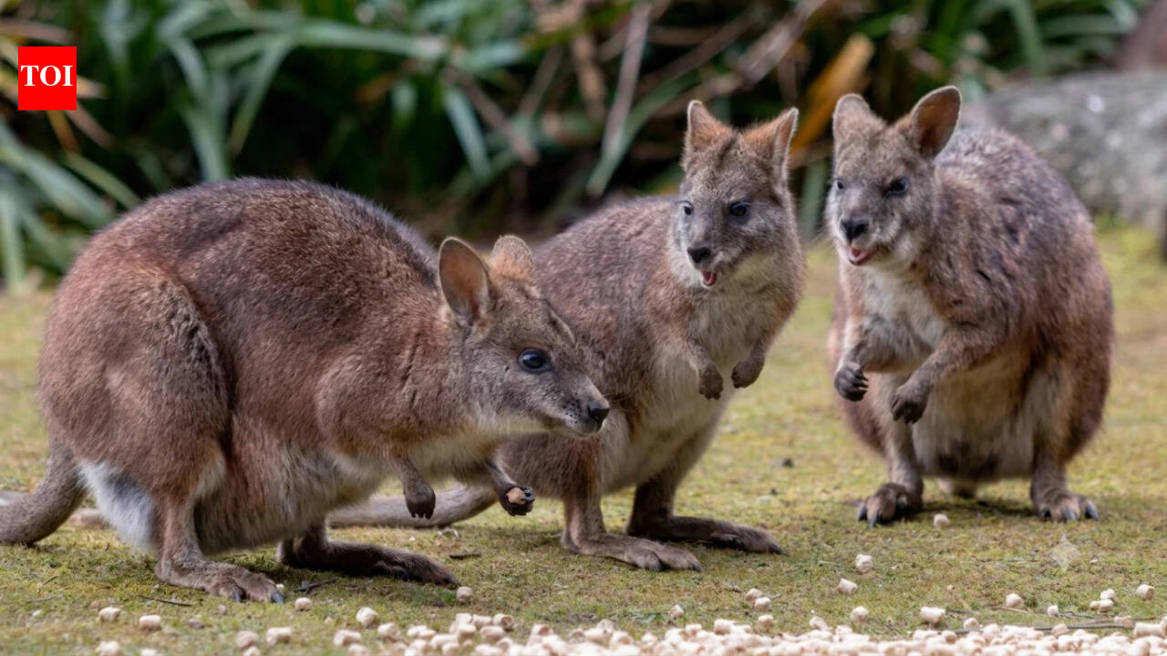 Wallabies came to New Zealand in 1912; they now threaten to spread across a third of the country