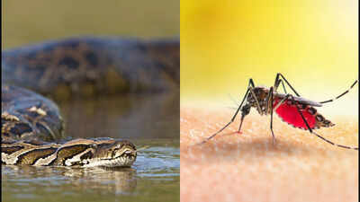 In 2017, Florida scientists tested mosquitoes around Burmese pythons; three mosquito species contained python DNA in their blood meals, suggesting insects could help locate hidden giant snakes