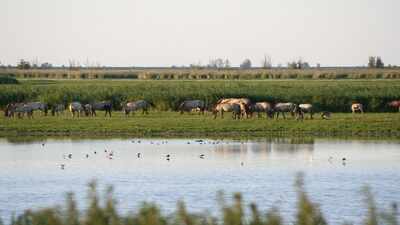 In 1968, the Netherlands reclaimed land from the sea for factories; when the development was abandoned, birds colonised it and the accidental wetland became a 56-square-kilometre nature reserve