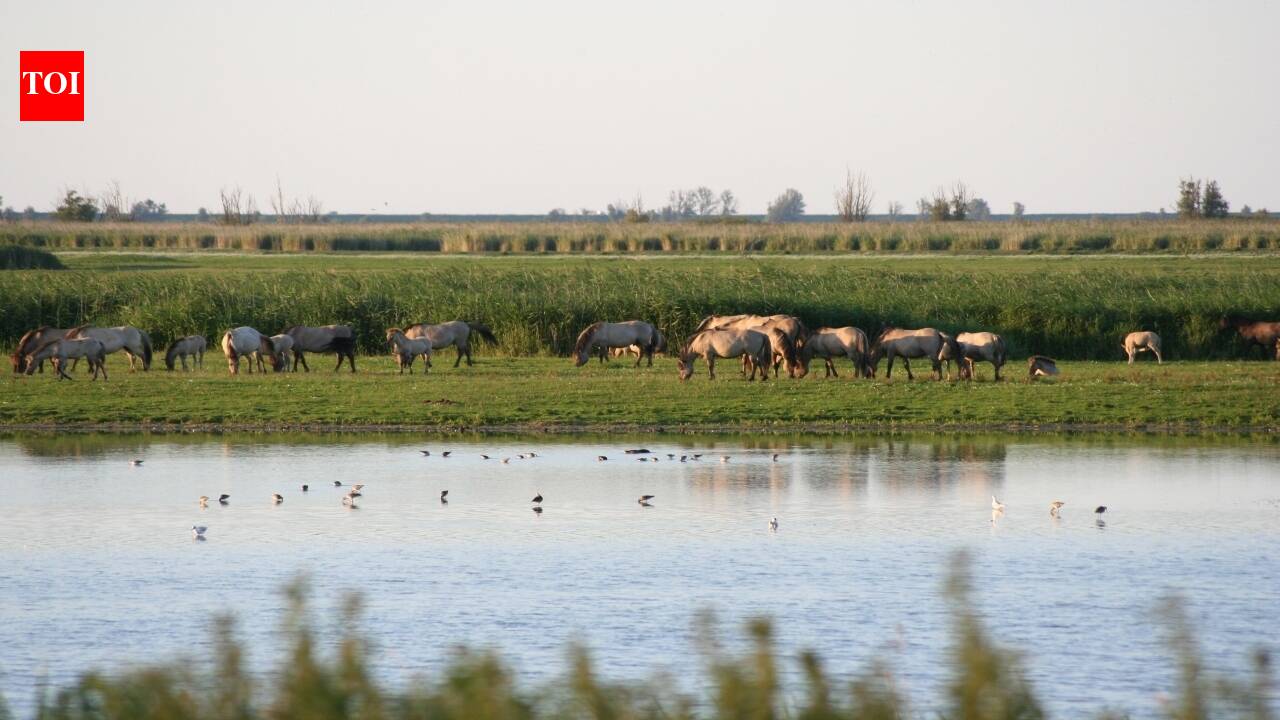 In 1968, the Netherlands reclaimed land from the sea for factories; when the development was abandoned, birds colonised it and the accidental wetland became a 56-square-kilometre nature reserve
