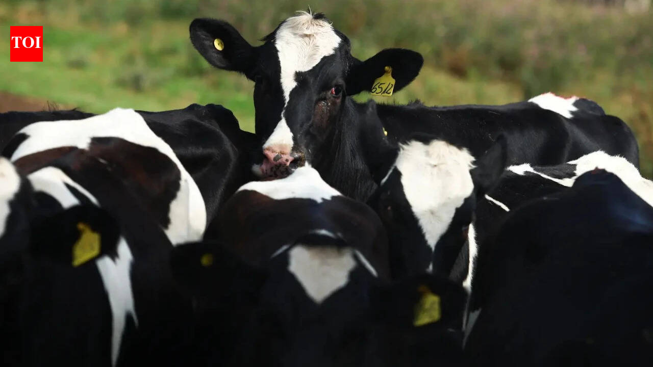 Cow gut enzyme may help fight stubborn infections: IISc study