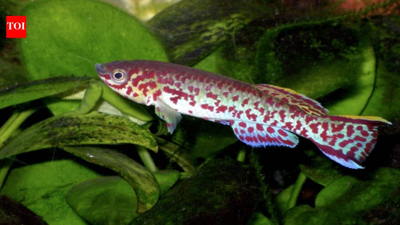 In 1975, NASA carried killifish into orbit; the weightless fish began swimming in loops, yet their embryos developed wit