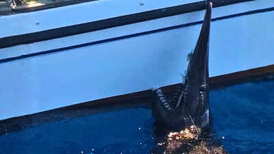 In 2024, fishers accidentally caught a 2.5-metre goblin shark alive off the Canary Islands, marking the first recorded live sighting of the species there