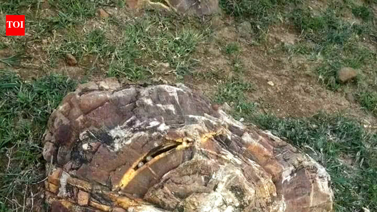 3-year mission to map fossils, biodiversity and tribal heritage in Rajmahal Hills