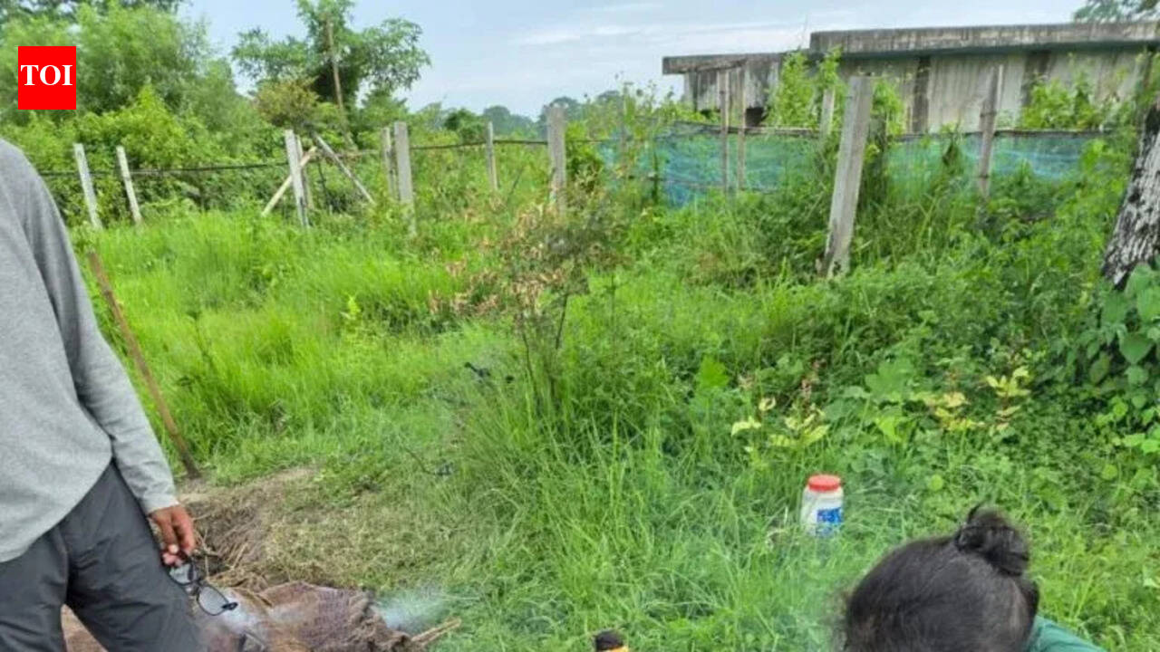 Biochar experiment to turn weeds into wealth, to use invasive vegetation for jumbo habitat restoration