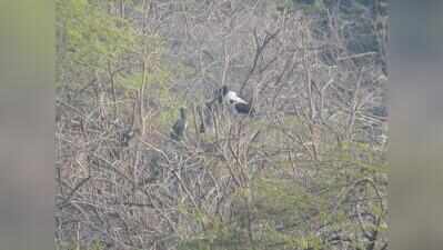 Khijadiya emerges as stronghold for black-necked stork breeding