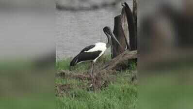 Khijadiya emerges as stronghold for black-necked stork breeding