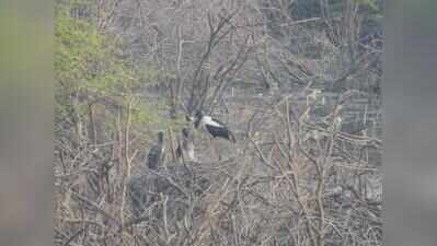 Khijadiya emerges as stronghold for black-necked stork breeding