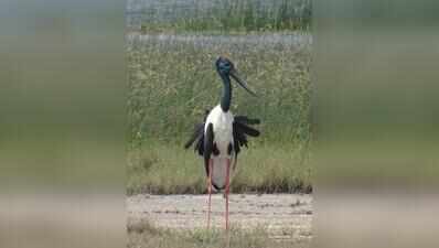 Khijadiya emerges as stronghold for black-necked stork breeding