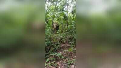 ​Omkar driven back across border, drones ruled out to track elephant