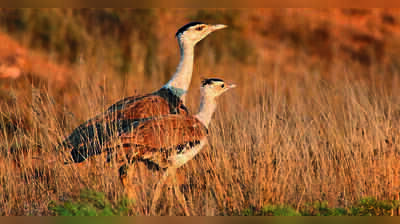 Bustard soft-release centre at Naliya nearly ready