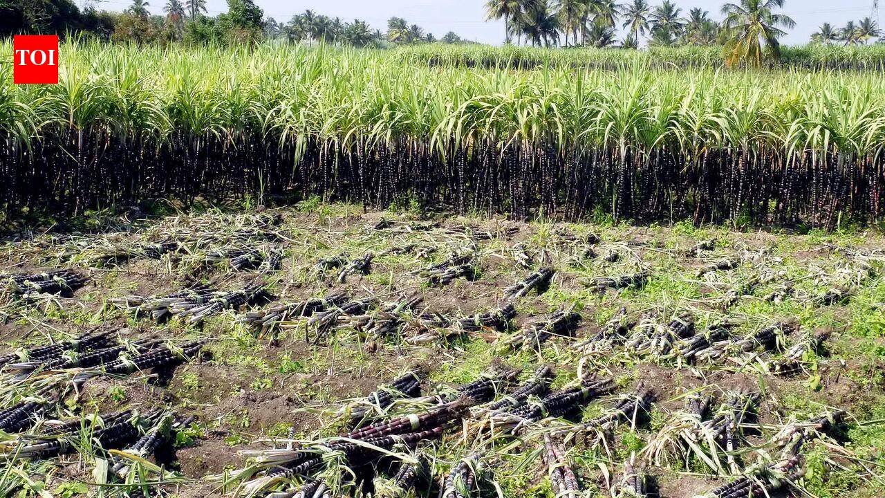 Record Rs 3.25 lakh crore paid to cane farmers in UP