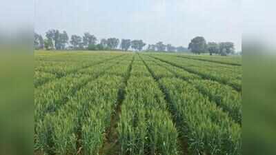 New wheat variety raises yield bar, packs higher protein, iron too: PAU