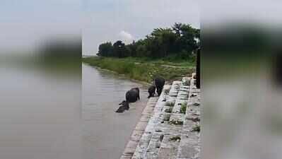 5 elephants stranded in strong river current rescued in Bahraich