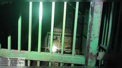 Six-year-old male leopard captured safely in Katarniaghat