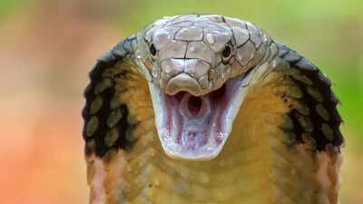 King Cobra's terrifying image hides a surprisingly tender secret: The most venomous, longest snake in the world builds a waterproof fortress-like nest like an architect