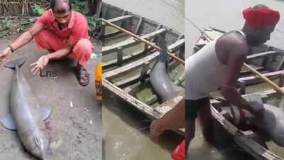 Man  kills rare Gangetic dolphin  in Bihar, held after video goes viral