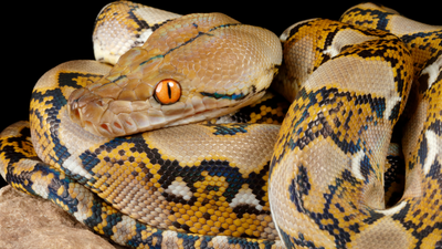 Meet the world's longest snake, a silent killer that doesn't even need venom to kill, is capable of virgin birth, and has taken human beings to meals