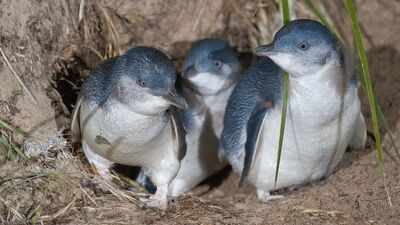 Australia to hand-vaccinate 5,000 wild penguins against bird flu spreading across wildlife; the birds’ nightly routine will make the daunting task possible