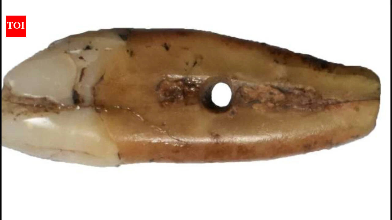 6,500-year-old human tooth found in Serbian museum collection