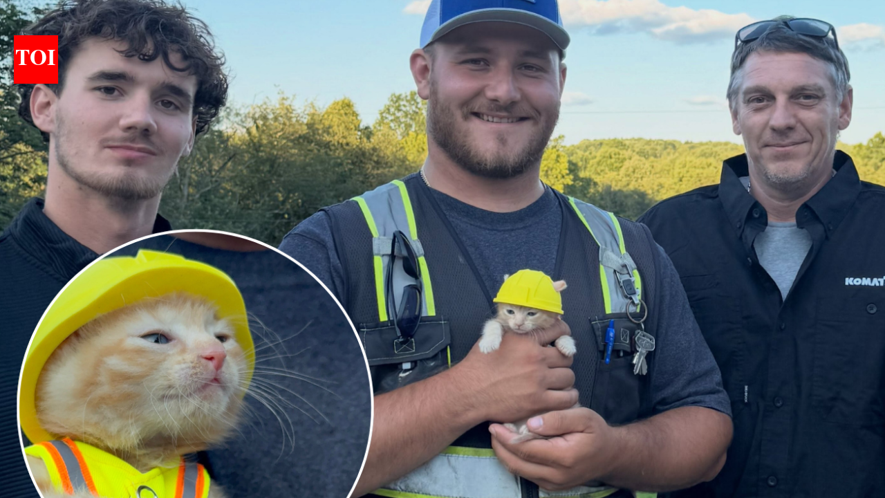 Ohio workers rescue kitten from excavator; now she has a hard hat and a job
