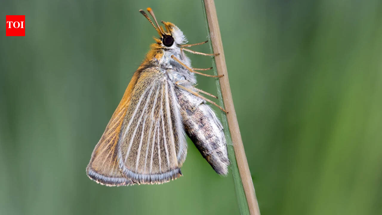 In 2022, researchers found just nine Poweshiek skipperlings in the US; three years later, more than 1,300 were released, and hundreds are now being seen at recovery sites