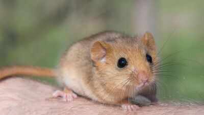 In 1902, edible dormice were released at an English estate; by 2018 Britain had an estimated 23,000, and the government now pays £40 per hectare a year to control damage to trees, crops and nesting birds