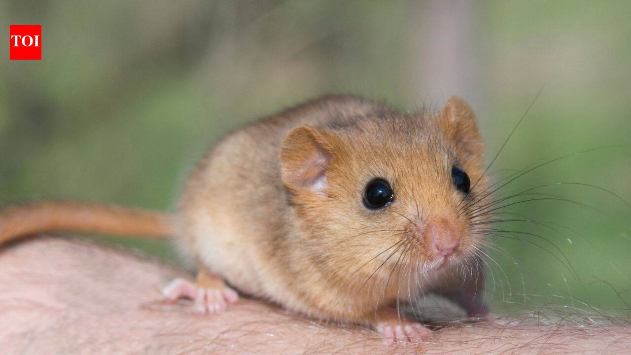 How 23,000 edible dormice became a problem for Britain