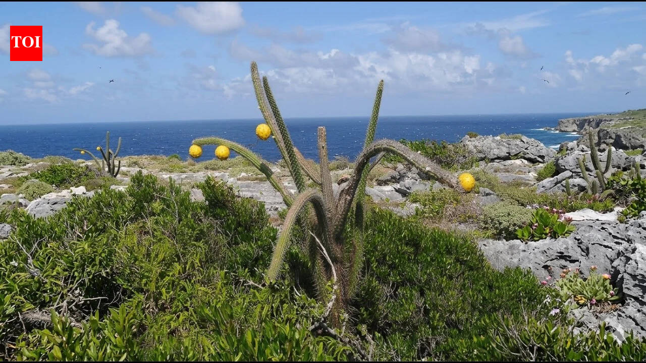 Puerto Rico spent a decade working to eradicate rats from Desecheo Island; by 2017 the refuge was confirmed rat-free, with signs of native wildlife and higo chumbo recovery